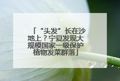 “头发”长在沙地上？宁夏发现大规模国家一级保护植物发菜群落