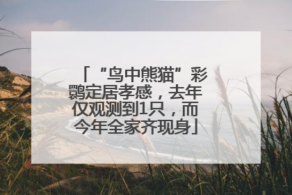 “鸟中熊猫”彩鹮定居孝感，去年仅观测到1只，而今年全家齐现身