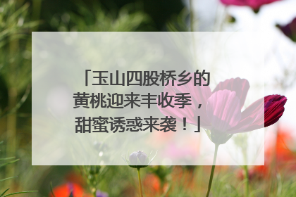玉山四股桥乡的黄桃迎来丰收季，甜蜜诱惑来袭！