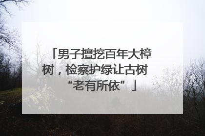 男子擅挖百年大樟树，检察护绿让古树“老有所依”