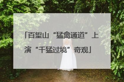 百望山“猛禽通道”上演“千猛过境”奇观