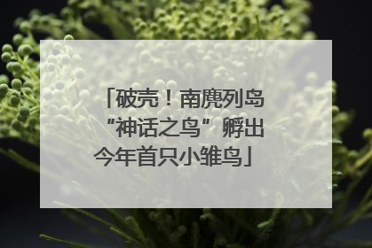 破壳！南麂列岛“神话之鸟”孵出今年首只小雏鸟