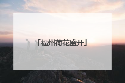 福州荷花盛开