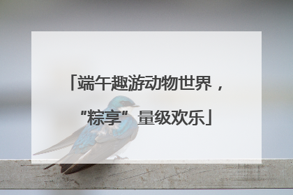 端午趣游动物世界，“粽享”量级欢乐