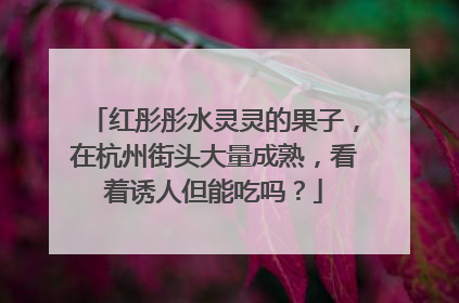 红彤彤水灵灵的果子，在杭州街头大量成熟，看着诱人但能吃吗？