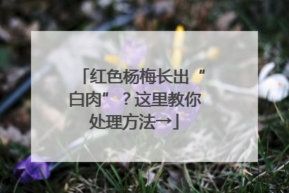 红色杨梅长出“白肉”？这里教你处理方法→