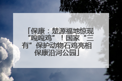 保康：楚源福地惊现“嘎嘎鸡”！国家“三有”保护动物石鸡亮相保康沿河公园