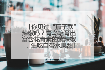 你见过“茄子款”辣椒吗？青岛培育出富含花青素的紫辣椒，生吃自带水果甜