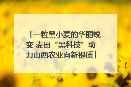 一粒黑小麦的华丽蜕变 麦田“黑科技”助力山西农业向新提质