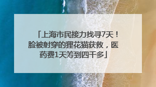 上海市民接力找寻7天！脸被射穿的狸花猫获救，医药费1天筹到四千多