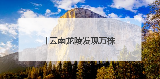 云南龙陵发现万株野生云南大百合