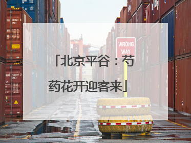 北京平谷：芍药花开迎客来