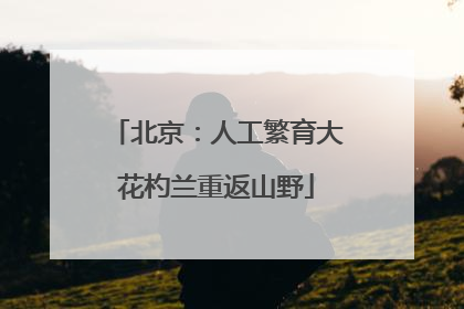 北京：人工繁育大花杓兰重返山野