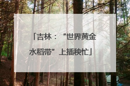 吉林：“世界黄金水稻带”上插秧忙