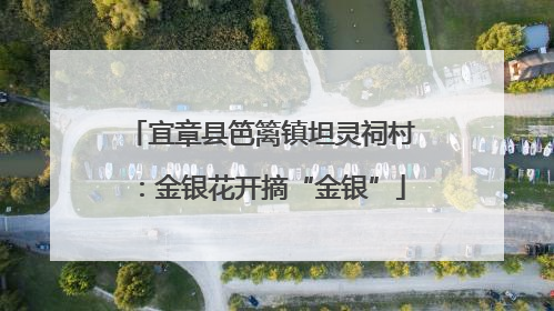 宜章县笆篱镇坦灵祠村：金银花开摘“金银”