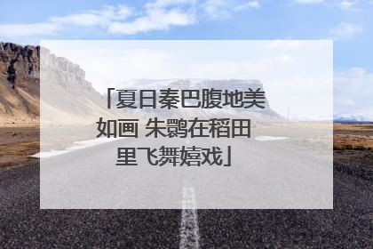 夏日秦巴腹地美如画 朱鹮在稻田里飞舞嬉戏