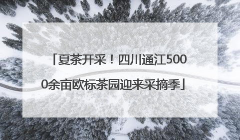 夏茶开采！四川通江5000余亩欧标茶园迎来采摘季