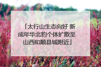 太行山生态向好 新成年华北豹个体扩散至山西和顺县城附近