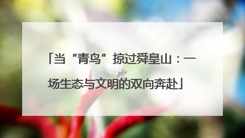 当“青鸟”掠过舜皇山：一场生态与文明的双向奔赴