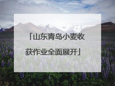 山东青岛小麦收获作业全面展开