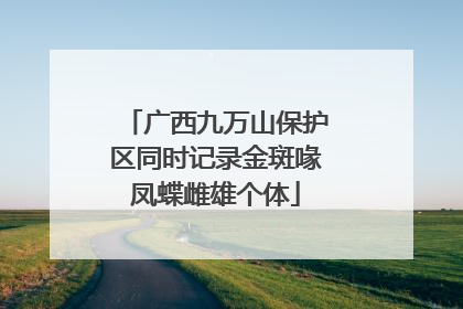 广西九万山保护区同时记录金斑喙凤蝶雌雄个体