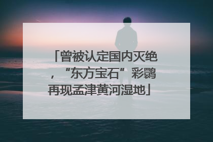 曾被认定国内灭绝，“东方宝石”彩鹮再现孟津黄河湿地