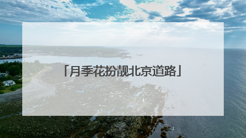 月季花扮靓北京道路