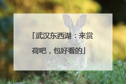 武汉东西湖：来赏荷吧，包好看的