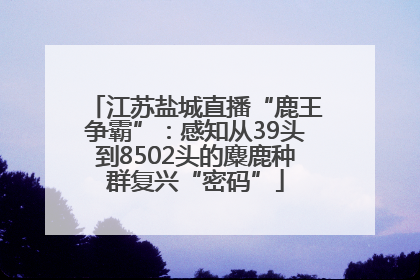 江苏盐城直播“鹿王争霸”：感知从39头到8502头的麋鹿种群复兴“密码”