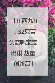 江西九江：32只青头潜鸭宝宝出巢 数量创新高