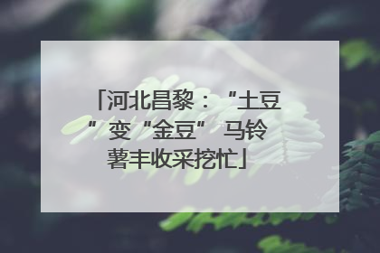 河北昌黎：“土豆”变“金豆” 马铃薯丰收采挖忙