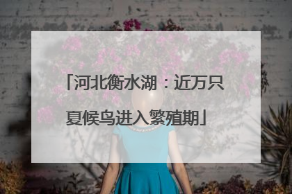 河北衡水湖：近万只夏候鸟进入繁殖期