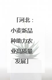 河北：小麦新品种助力农业高质量发展