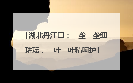 湖北丹江口：一垄一垄细耕耘，一叶一叶精呵护