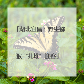 湖北宜昌：野生猕猴“扎堆”迎客