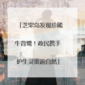 芝罘岛发现珍稀牛背鹭！政民携手护生灵重返自然