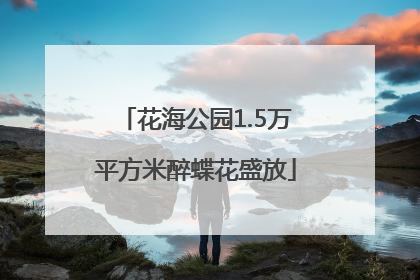 花海公园1.5万平方米醉蝶花盛放