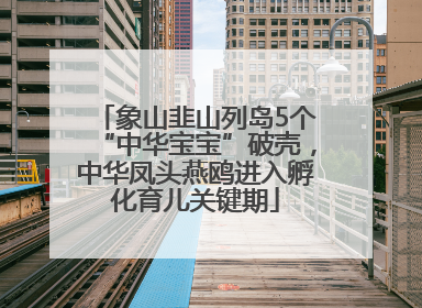 象山韭山列岛5个“中华宝宝”破壳，中华凤头燕鸥进入孵化育儿关键期