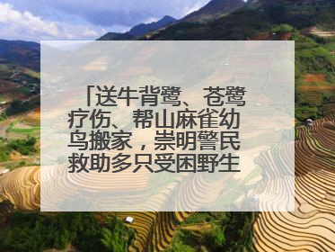 送牛背鹭、苍鹭疗伤、帮山麻雀幼鸟搬家，崇明警民救助多只受困野生保护鸟类