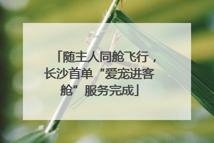 随主人同舱飞行，长沙首单“爱宠进客舱”服务完成