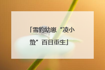 雪豹幼崽“凌小蛰”百日重生