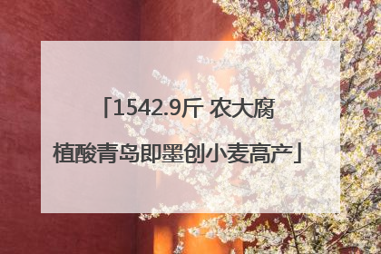 1542.9斤 农大腐植酸青岛即墨创小麦高产